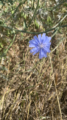 Cichorium intybus