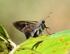 Spicauda teleus