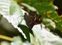 Spicauda teleus