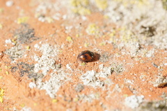 Scymnus subvillosus