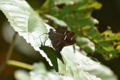 Spicauda teleus