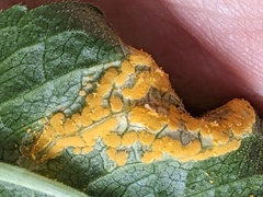 Melampsora rostrupii