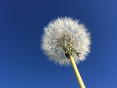 Taraxacum
