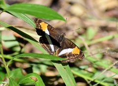 Doxocopa laurentia