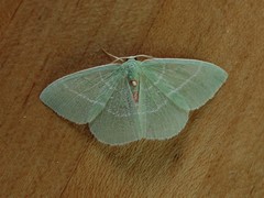 Nemoria rubrifrontaria