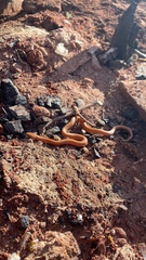 Hypsiglena chlorophaea loreala