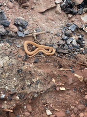 Hypsiglena chlorophaea loreala