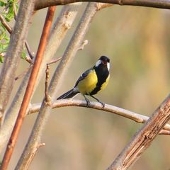 Parus major