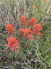 Castilleja lindheimeri