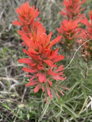 Castilleja lindheimeri
