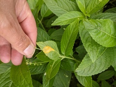 Melampsora rostrupii