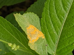 Melampsora rostrupii