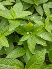 Melampsora rostrupii