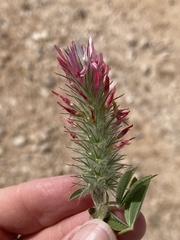 Trifolium pamphylicum