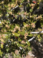 Cercocarpus ledifolius