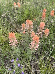 Castilleja lindheimeri