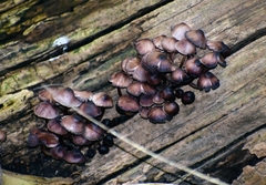 Basidiomycota