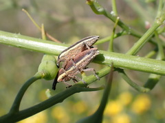 Lixus ochraceus