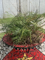 Zamia portoricensis