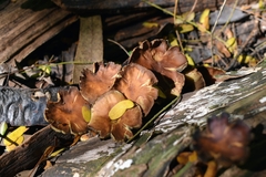 Basidiomycota