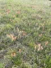 Castilleja lindheimeri