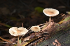 Agaricales