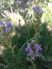 Oxytropis borealis