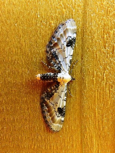 Lime-speck Pug, 4307 Oosterland, Netherlands, photo 10 of 10