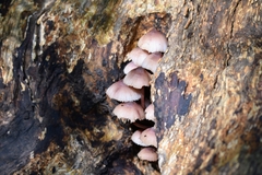 Basidiomycota