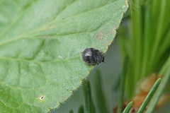 Rhyzobius forestieri