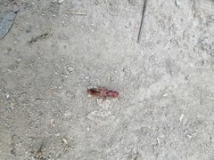 Platydracus vittatus