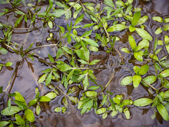 Ranunculus hispidus caricetorum