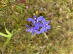 Aristea compressa
