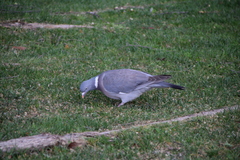 Columba palumbus