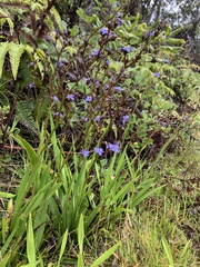 Aristea compressa
