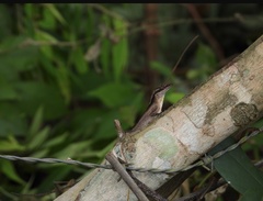 Anolis gaigei