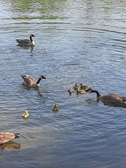 Branta canadensis