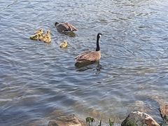 Branta canadensis