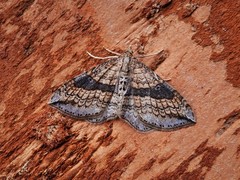Orthonama evansi