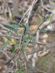 Secamone filiformis