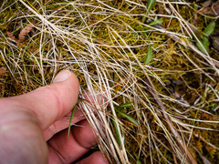 Carex leptalea