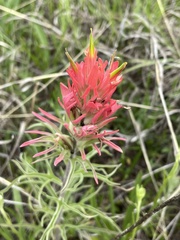 Castilleja purpurea