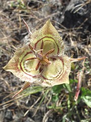 Calochortus tiburonensis