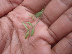 Secamone filiformis