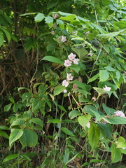 Weigela hortensis