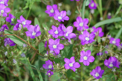 Legousia speculum-veneris