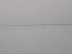 Tursiops truncatus ponticus