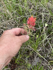 Castilleja purpurea