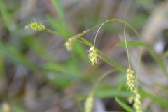 Carex capillaris