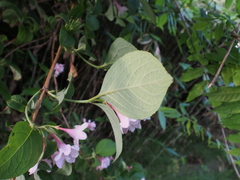 Weigela hortensis